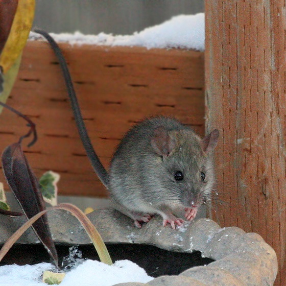 Rats In Your Attic Or Home Learn How To Get Rid Of Them