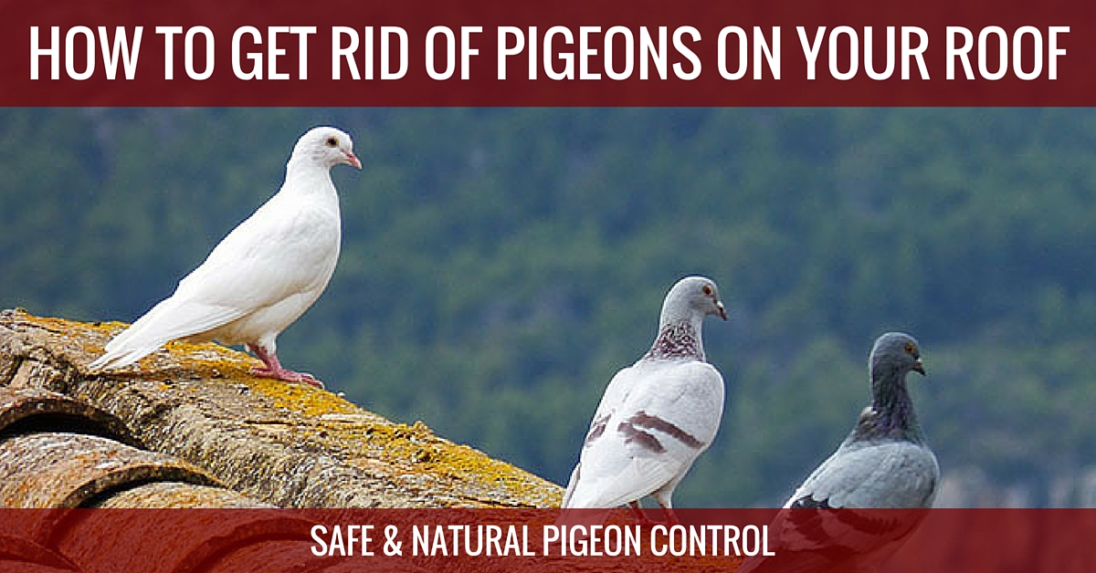 What are some products that can be used to repel pigeons?