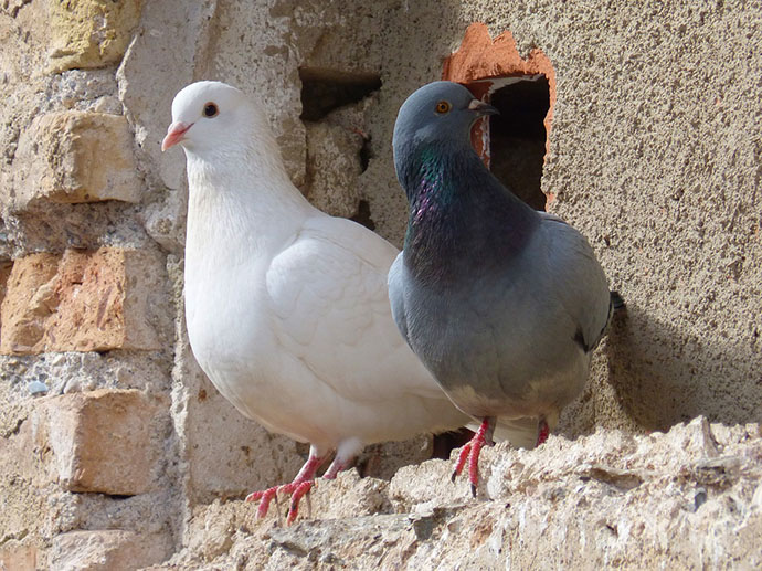 What are some ways to get rid of pigeons?