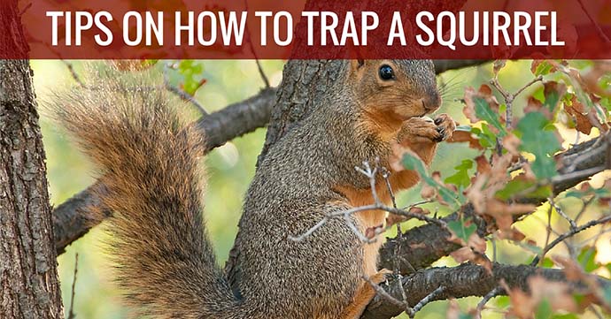 Catch a Squirrel with Traps & Baits